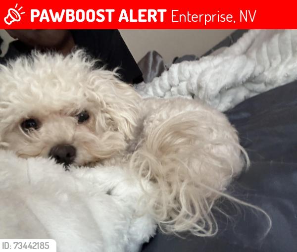 Lost Female Dog last seen Pyle and juniper twig, Enterprise, NV 89183