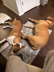 Found/Stray Male Dog last seen Parsifal and Orlando, Albuquerque, NM 87111