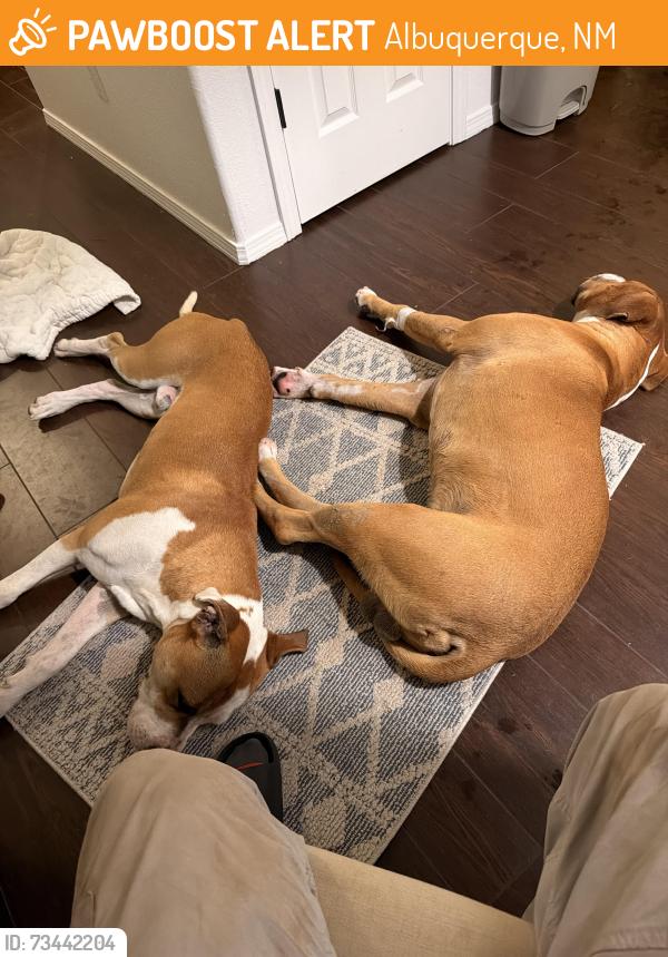 Found/Stray Male Dog last seen Parsifal and Orlando, Albuquerque, NM 87111
