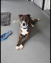 Reunited Male Dog last seen Golfair, Jacksonville, FL 32206