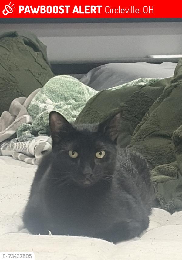 Lost Male Cat last seen Near park street circleville ohio, Circleville, OH 43113