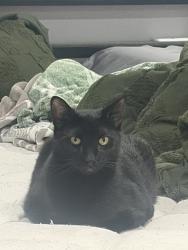 Lost Male Cat last seen Near park street circleville ohio, Circleville, OH 43113