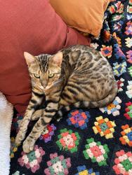 Reunited Male Cat last seen View Ridge Dr and Alabama St, Bellingham, WA 98229