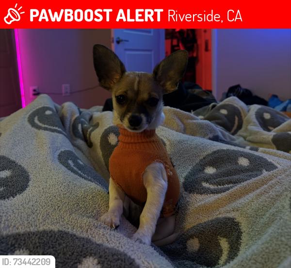 Lost Male Dog last seen Near Van buren, in Lincoln village apmts, Riverside, CA 92503