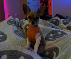 Lost Male Dog last seen Near Van buren, in Lincoln village apmts, Riverside, CA 92503