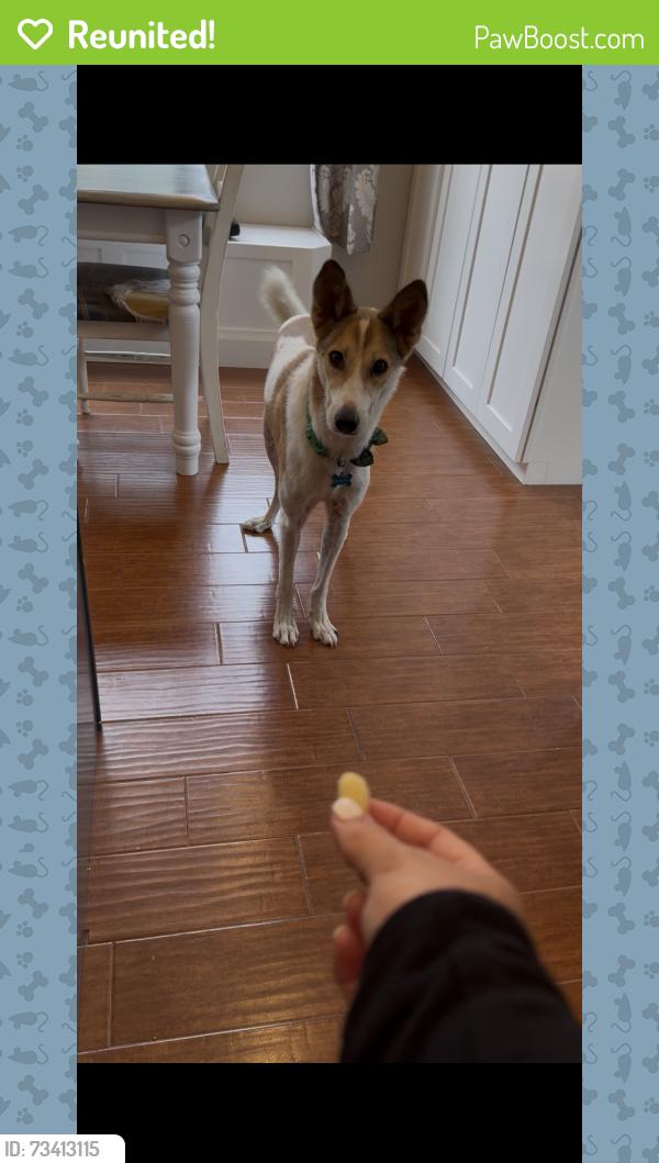 Reunited Male Dog last seen El Camino Real and Via De La Valle, Rancho Santa Fe, CA 92067