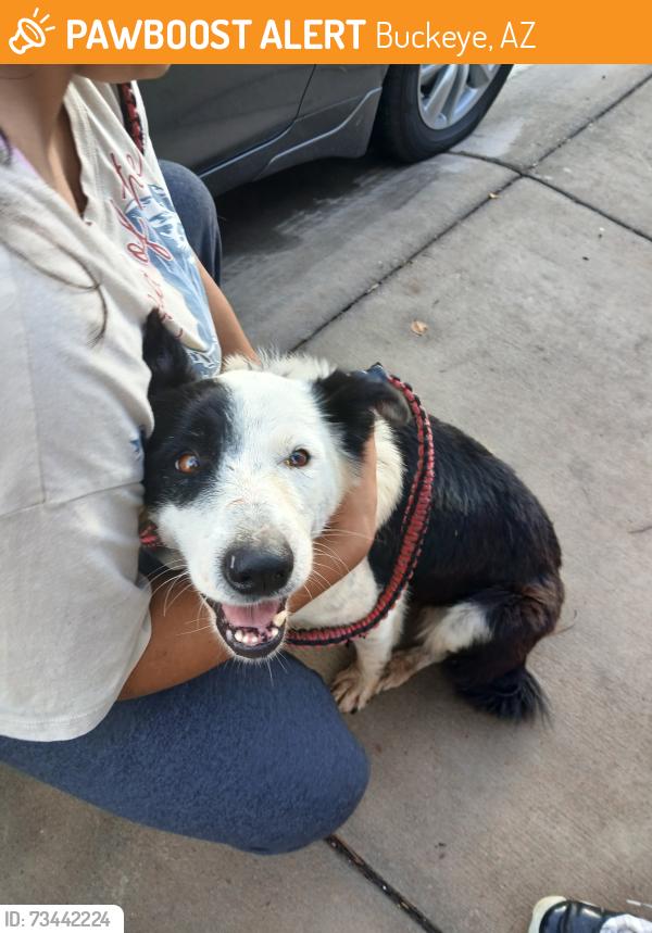 Found/Stray Female Dog last seen S 236th lane, Buckeye, AZ 85326