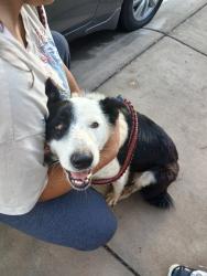 Found/Stray Female Dog last seen S 236th lane, Buckeye, AZ 85326
