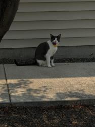 Lost Female Cat last seen Ustick and Locust Grove, Meridian, ID 83646