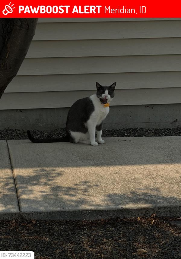 Lost Female Cat last seen Ustick and Locust Grove, Meridian, ID 83646