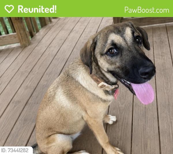 Reunited Female Dog last seen Marsh mountain rd, Jefferson County, AL 35126