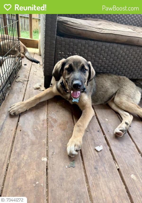 Reunited Male Dog last seen Marsh mountain rd, Jefferson County, AL 35126