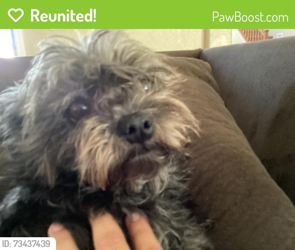 Reunited Female Dog last seen WestPark , Buckeye, Buckeye, AZ 85326