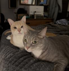 Lost Female Cat last seen Mulberry St. & Main St. in the Fan, Richmond, VA 23220