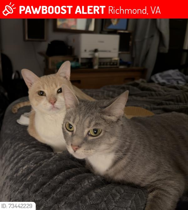 Lost Female Cat last seen Mulberry St. & Main St. in the Fan, Richmond, VA 23220