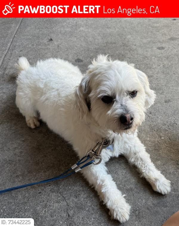 Lost Male Dog last seen Lorena & 8th st., Los Angeles, CA 90023