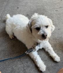 Lost Male Dog last seen Lorena & 8th st., Los Angeles, CA 90023