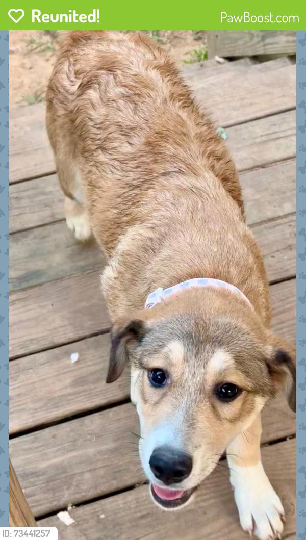 Reunited Female Dog last seen Marsh mountain road, Jefferson County, AL 35126