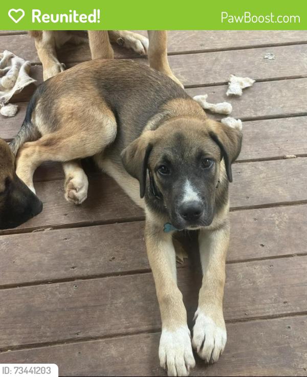 Reunited Male Dog last seen Marsh mountain road, Jefferson County, AL 35126
