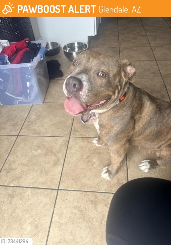 Found/Stray Female Dog last seen 61st ave and Keim dr Glendale az, Glendale, AZ 85301
