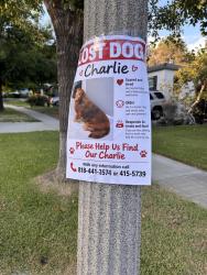 Lost Male Dog last seen Chevy Chase and Glenmore Blvd, Glendale, CA 91206