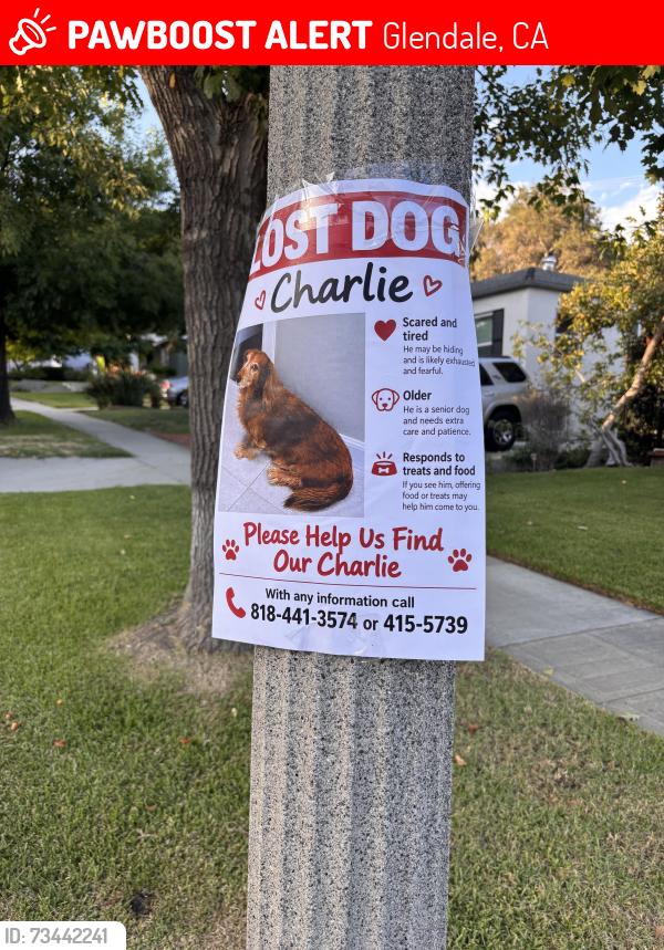 Lost Male Dog last seen Chevy Chase and Glenmore Blvd, Glendale, CA 91206