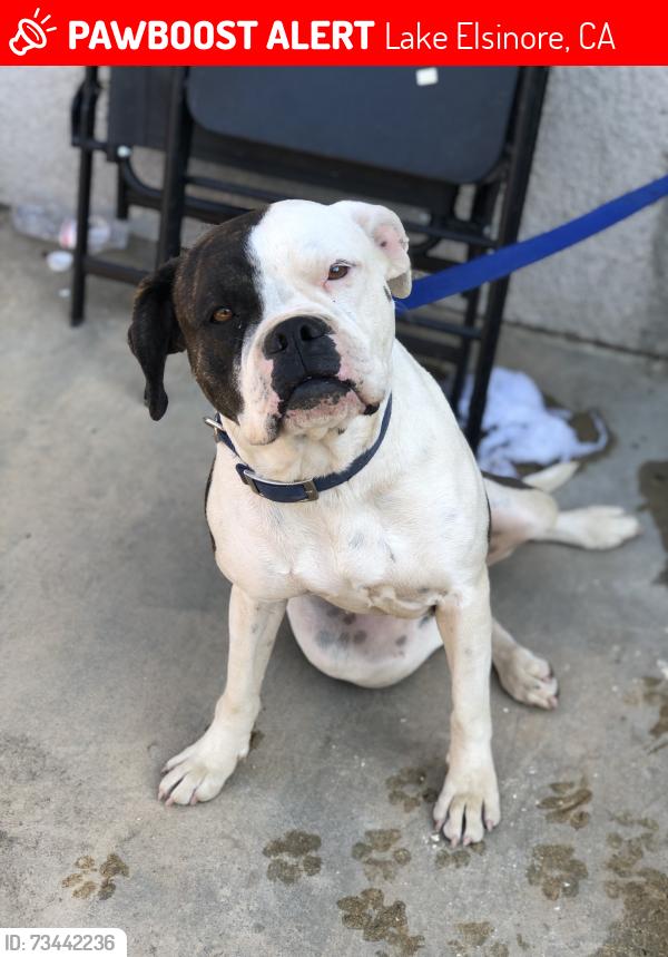 Lost Female Dog last seen Grave Ave and Macy St, Lake Elsinore, CA 92530