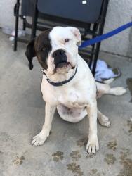 Lost Female Dog last seen Grave Ave and Macy St, Lake Elsinore, CA 92530
