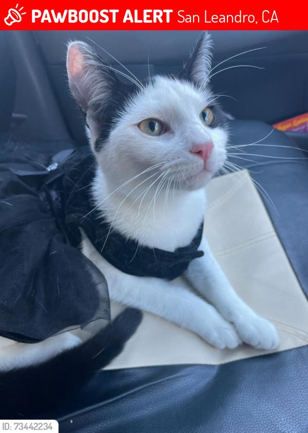 Lost Female Cat last seen Near Bodmin ave San Leandro ca 94579, San Leandro, CA 94579
