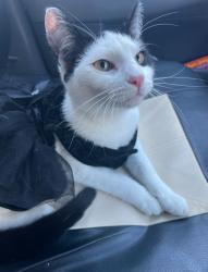Lost Female Cat last seen Near Bodmin ave San Leandro ca 94579, San Leandro, CA 94579