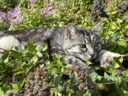 Lost Male Cat last seen V2Z 2T1, Langley Township, BC 