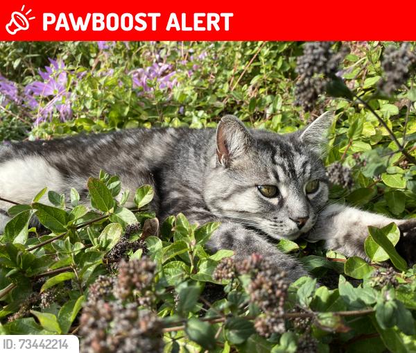 Lost Male Cat last seen V2Z 2T1, Langley Township, BC 