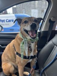 Reunited Female Dog last seen Near Navarre Dr, Chevy Chase, MD 20815, USA, Chevy Chase, MD 20815