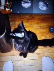 Lost Female Cat last seen I-76, Brighton, CO 80601