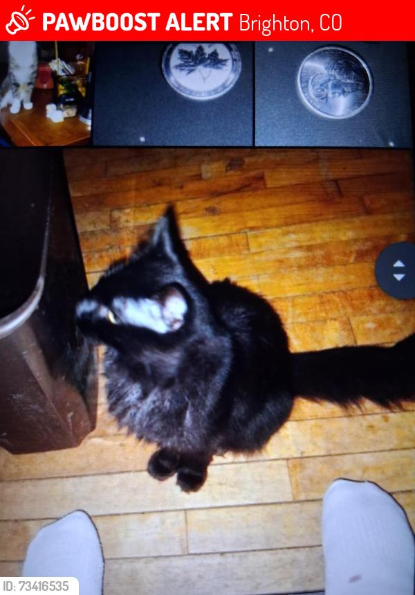 Lost Female Cat last seen I-76, Brighton, CO 80601
