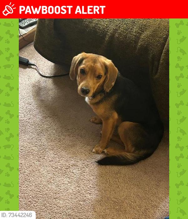 Lost Male Dog last seen Wormer Road, Waterford Township, MI 48329