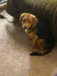 Lost Male Dog last seen Wormer Road, Waterford Township, MI 48329