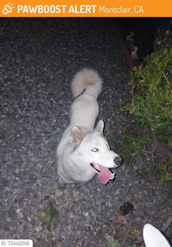 Found/Stray Male Dog last seen State st and third right by the old drive in, Montclair, CA 91763