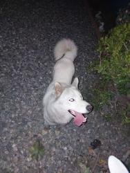 Found/Stray Male Dog last seen State st and third right by the old drive in, Montclair, CA 91763