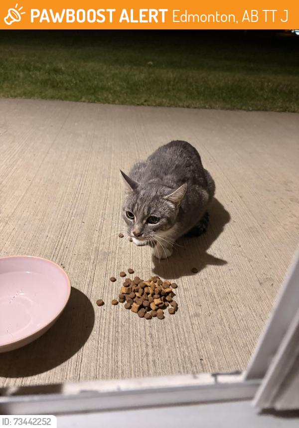 Found/Stray Unknown Cat last seen Westridge ests, Edmonton, AB T5T 0J6