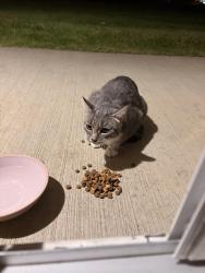 Found/Stray Unknown Cat last seen Westridge ests, Edmonton, AB T5T 0J6