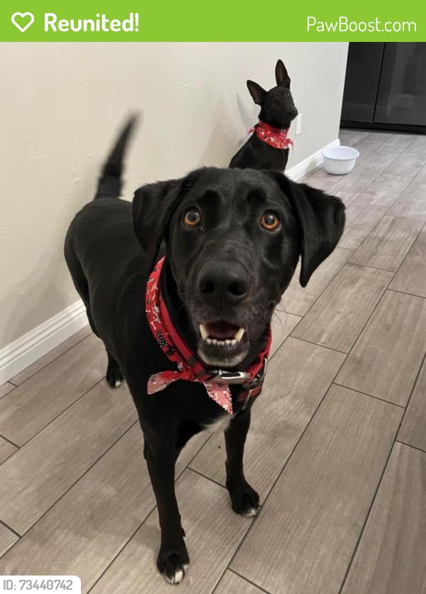 Reunited Male Dog last seen Near Briggs Ave, Pacific Grove, CA 93950, USA, Pacific Grove, CA 93950