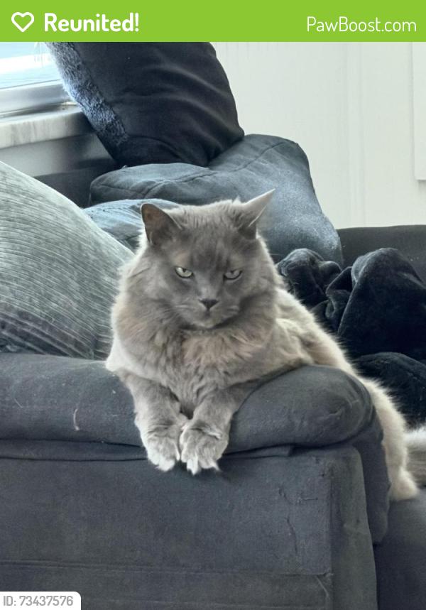 Reunited Male Cat last seen Henry ave, Tampa, FL 33614