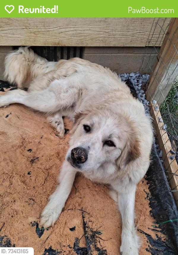 Reunited Female Dog last seen Downtown rockmart, Rockmart, GA 30153