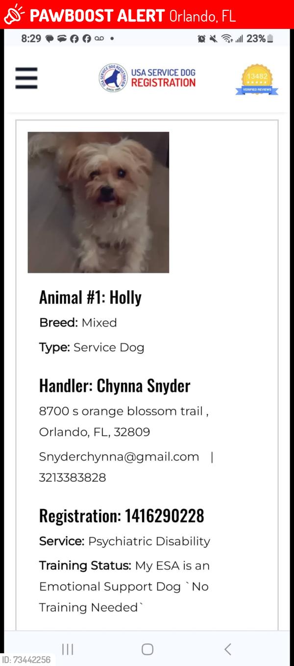Lost Female Dog last seen Pinehills, Orlando, FL 32818