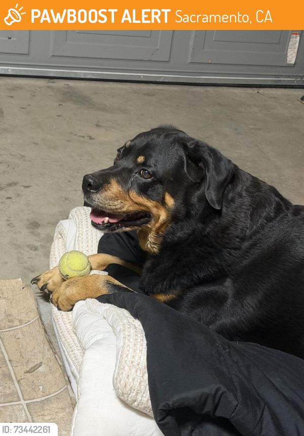 Found/Stray Female Dog last seen Duckhorn drive and Arena Boulevard, Sacramento, CA 95834