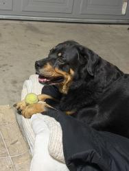 Found/Stray Female Dog last seen Duckhorn drive and Arena Boulevard, Sacramento, CA 95834