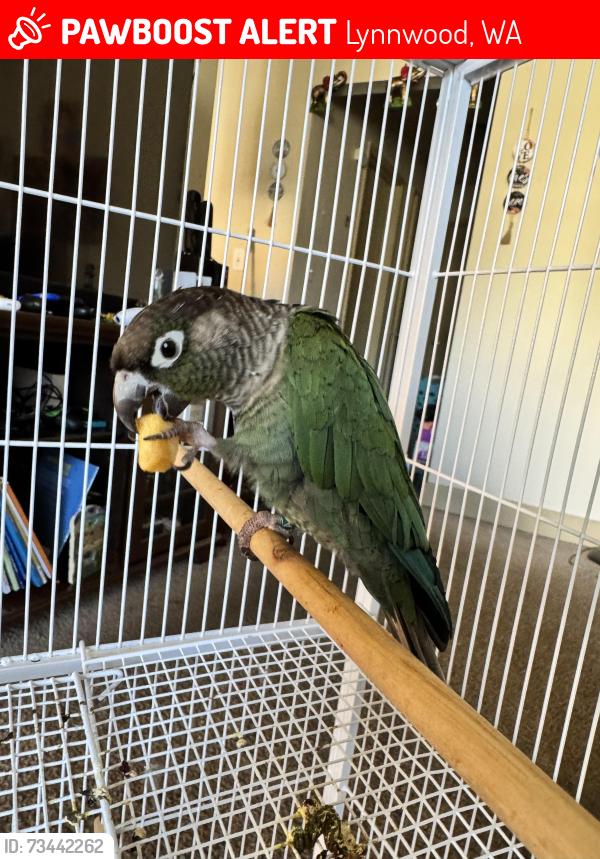 Lost Male Bird last seen Near 208th st sw, Lynnwood, WA 98036