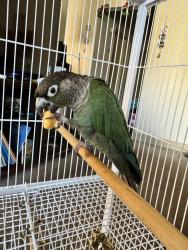 Lost Male Bird last seen Near 208th st sw, Lynnwood, WA 98036