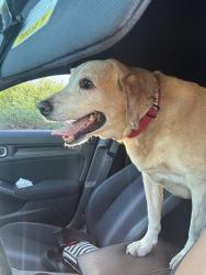 Found/Stray Male Dog last seen Near Miller Rd Whittier, CA 90604 United States, Whittier, CA 90604